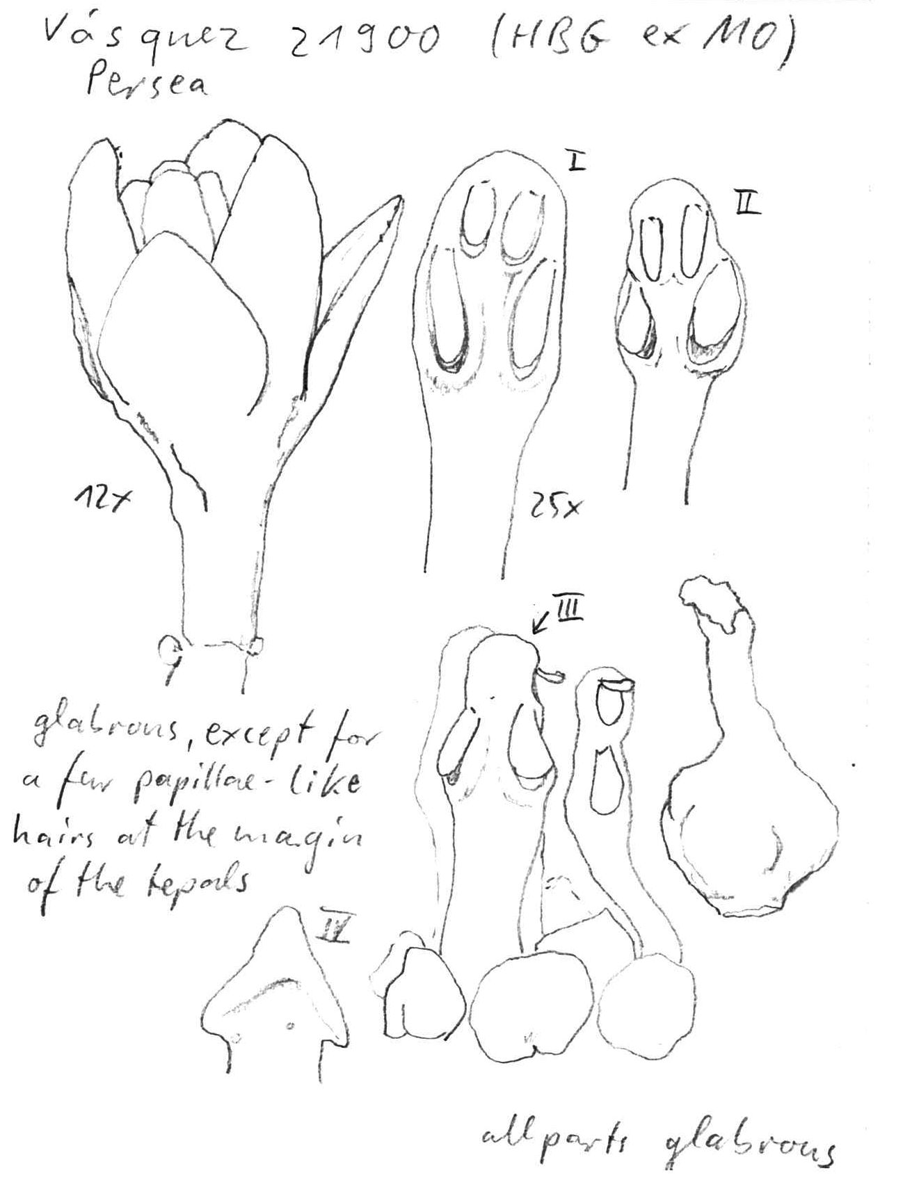 Vorschaubild Persea spec., Vásquez 21900